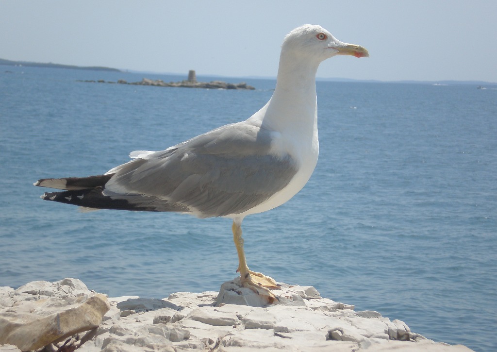 Чайка на набережной Дубровника