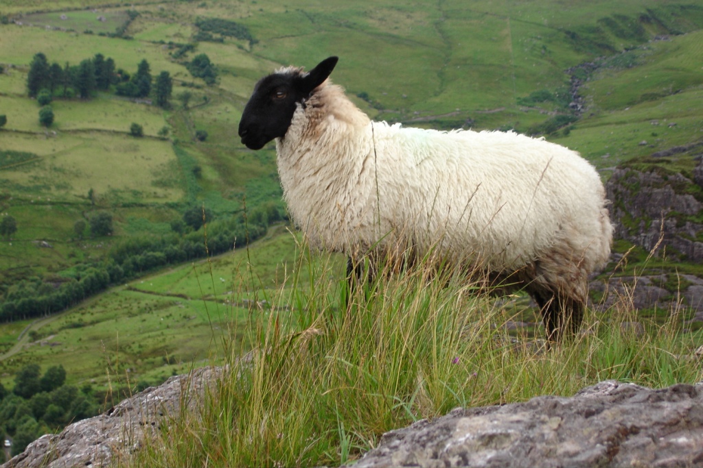 Ирландская овца