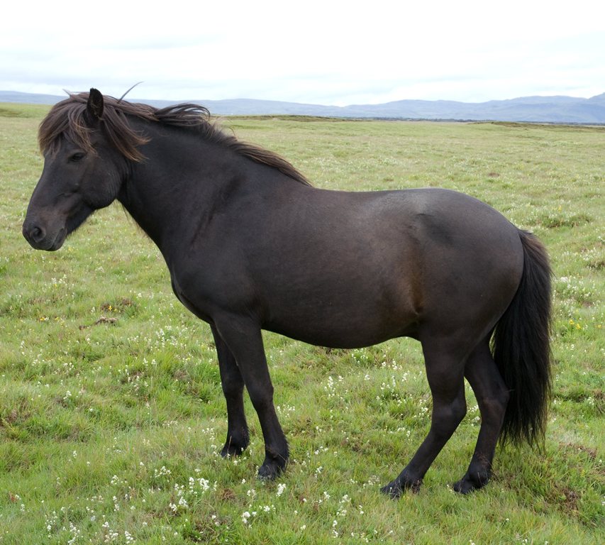 Катание на исландской лошади в Хабнарфьордюре