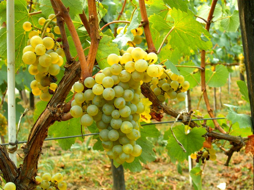 Виноградарство - важная отрасль сельского хозяйства