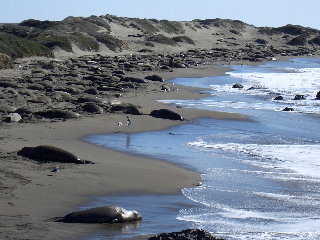 Тюлени на берегу острова Шпицберген