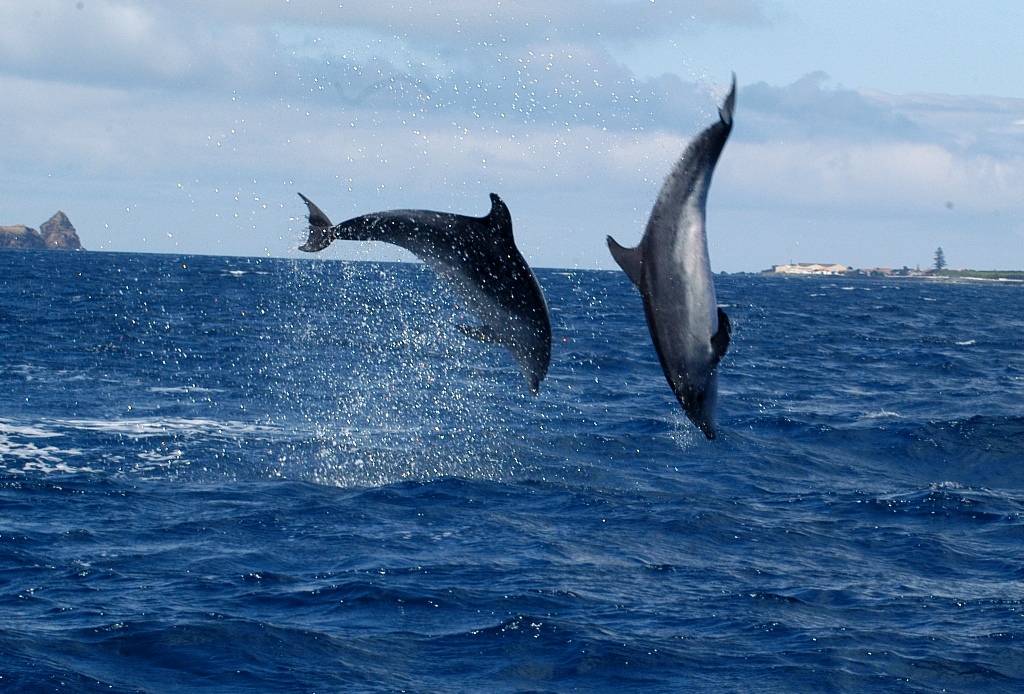 Дельфины на Азорских островах