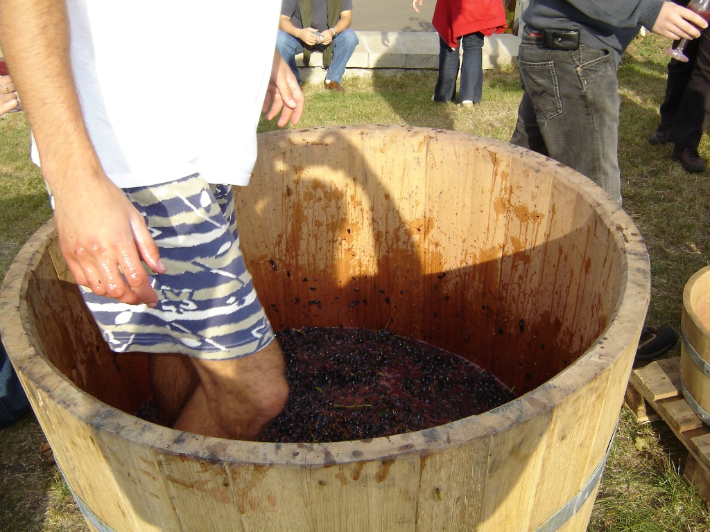 Дробление винограда ногами в Эгере