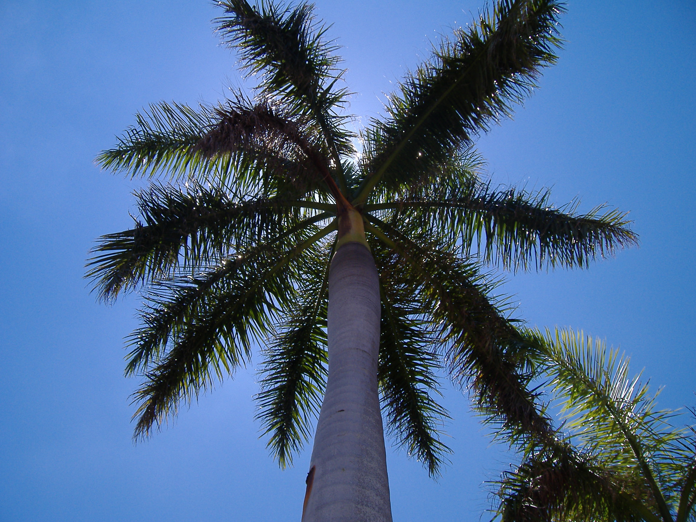Пальмы на Кубе