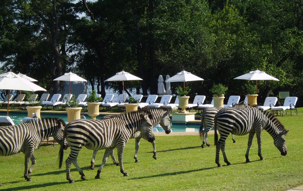 Зебры в Замбии