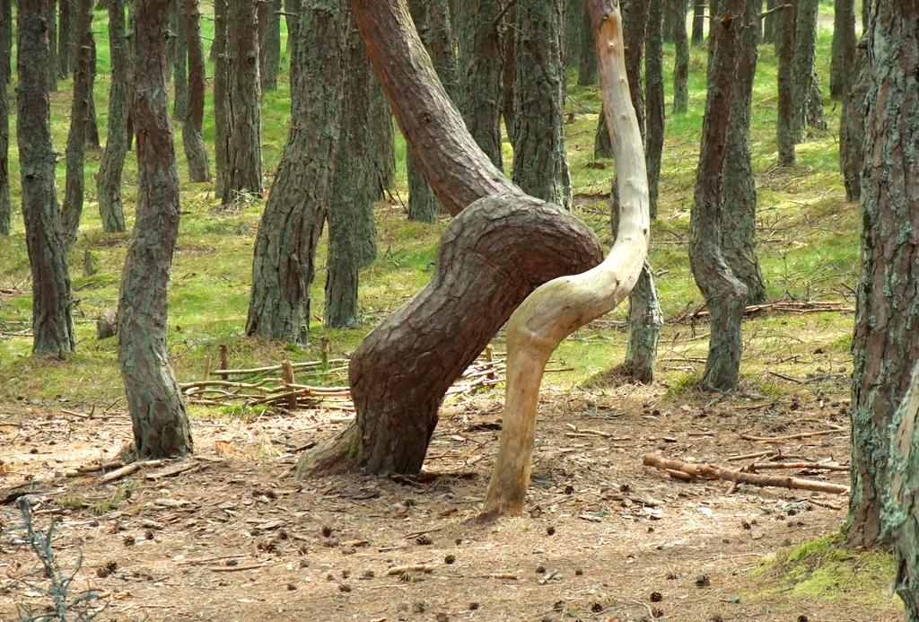 Деревья в парке Куршская Коса