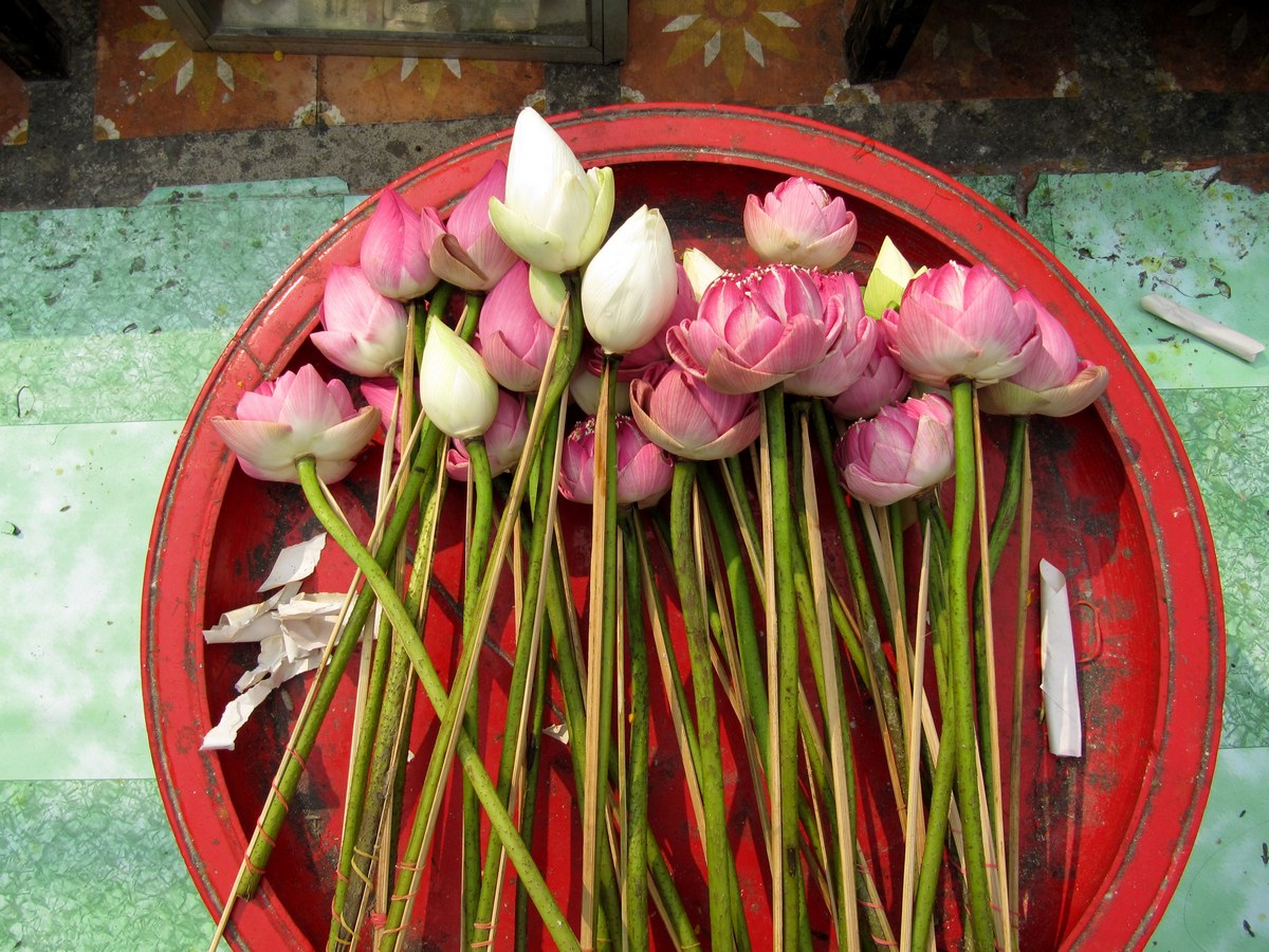 Цветы Таиланда. Лотос