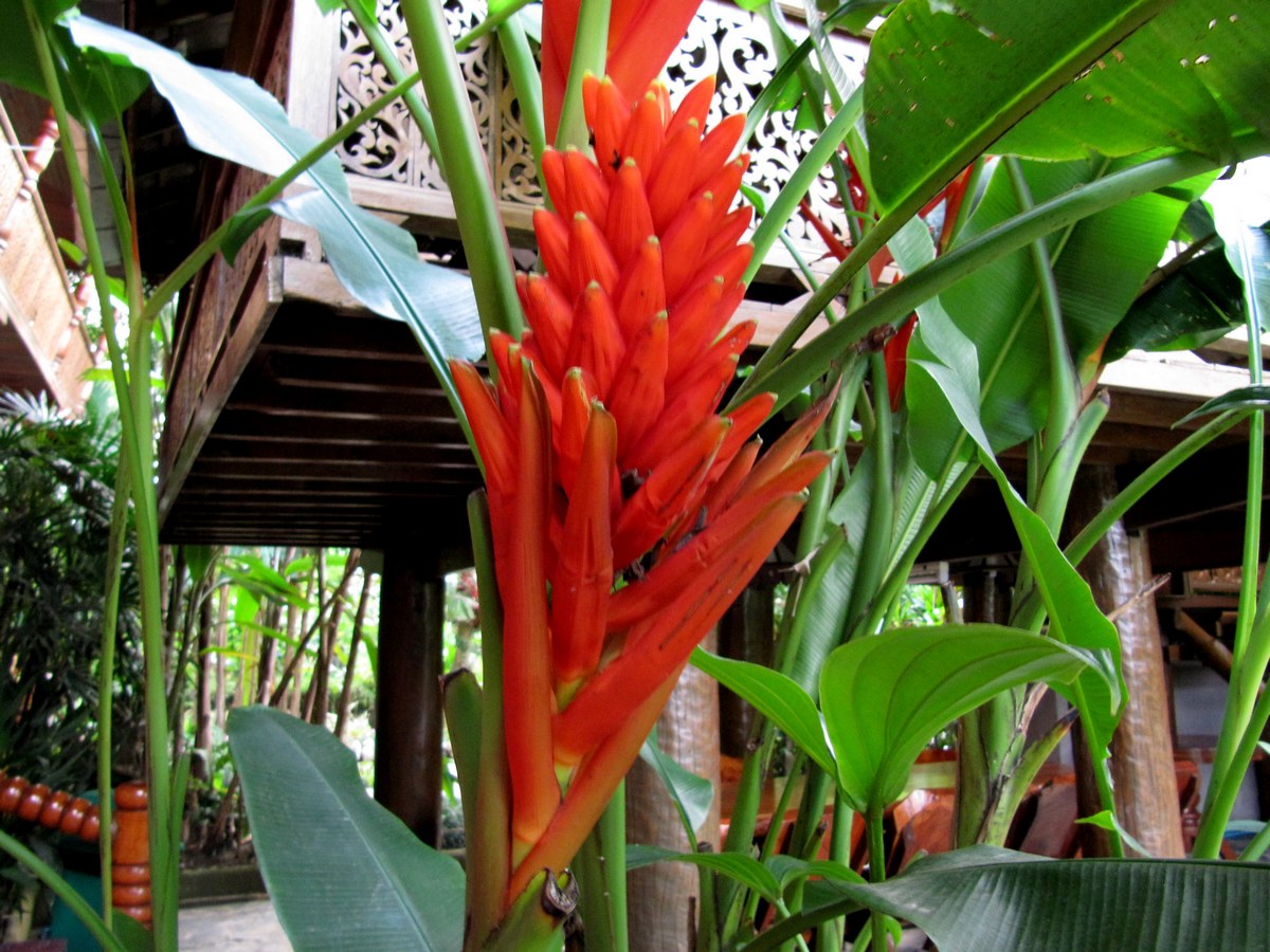 Цветы Таиланда. Индокитайский банан