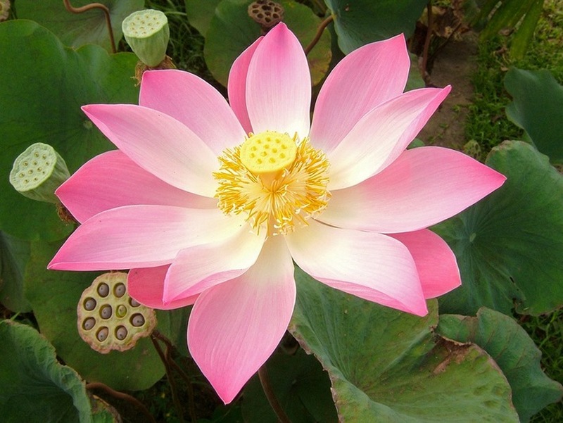 Цветы Таиланда. Лотос