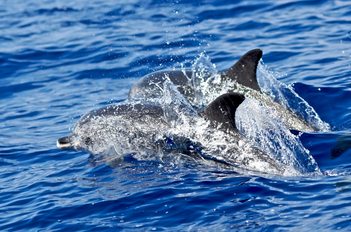 Дельфины у берегов Мадейры
