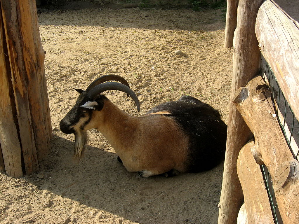 Детский зоопарк в Праге