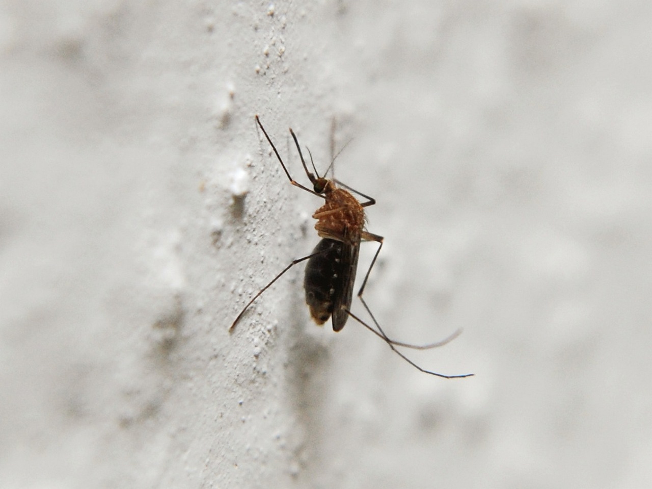 Переносчиками вируса желтой лихорадки являются комары
