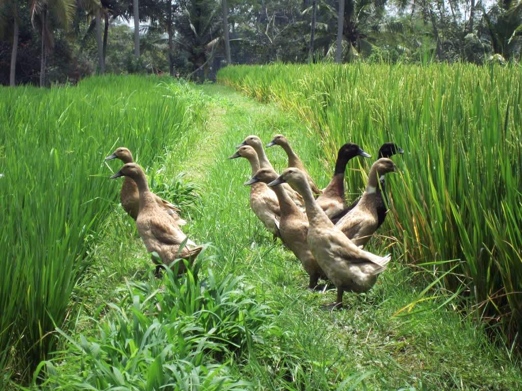 Утки на рисовой плантации в Индонезии