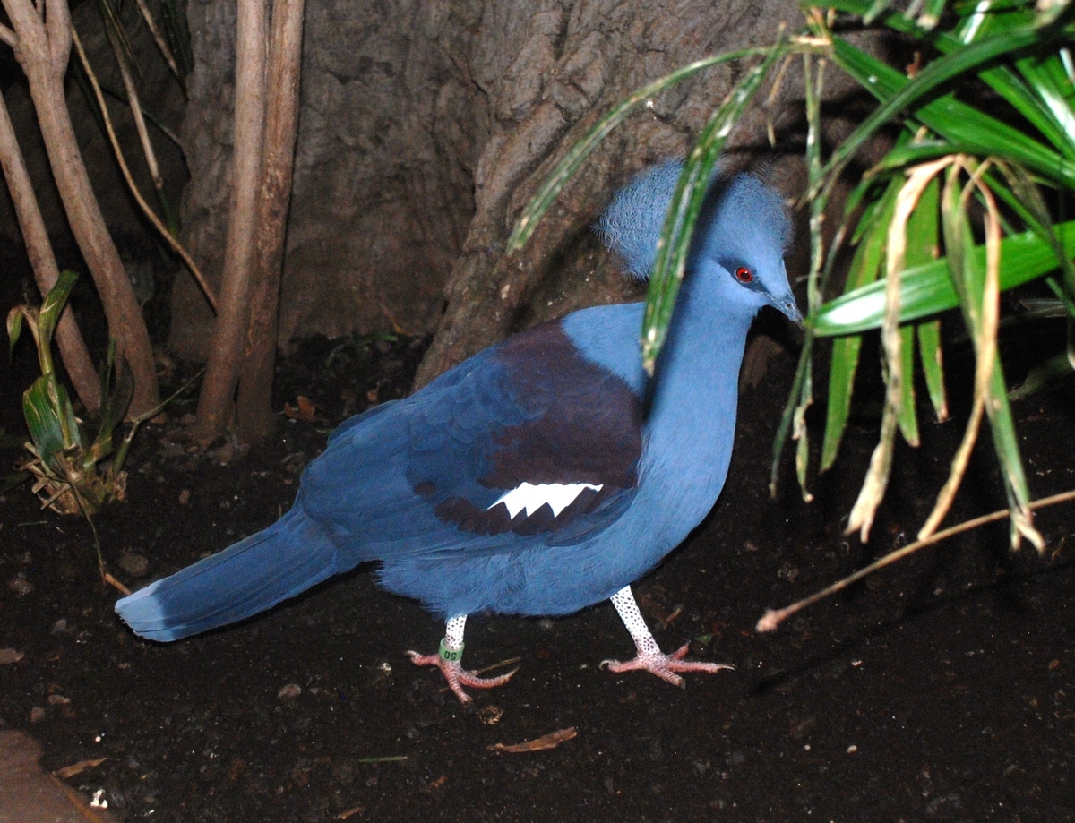 Птицы Индонезии, венценосный голубь