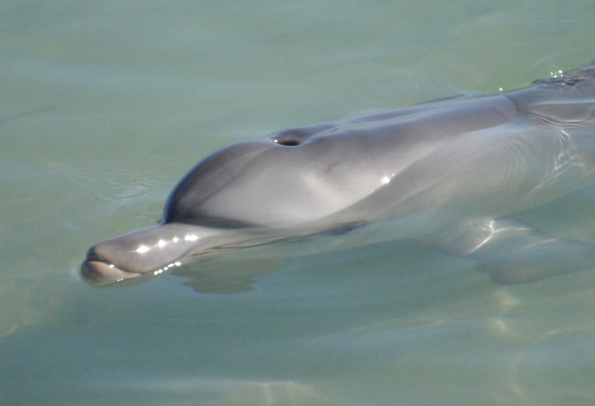 Дельфин у побережья Monkey Mia в заливе Шарка