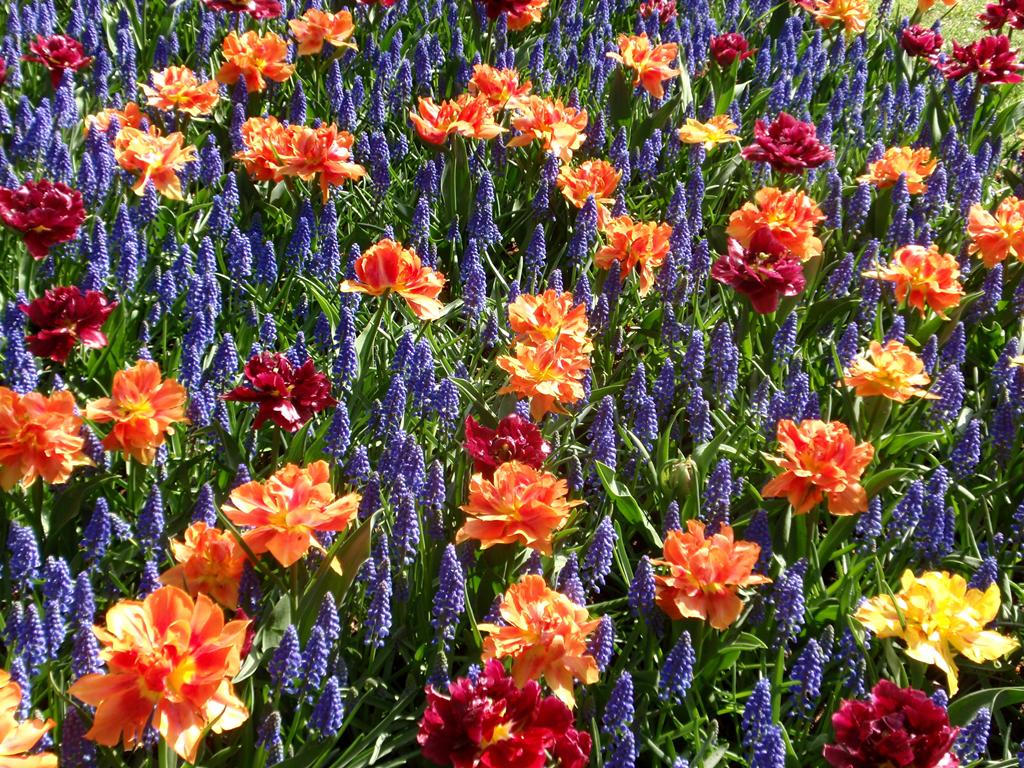 Цветы в парке Кекенхоф