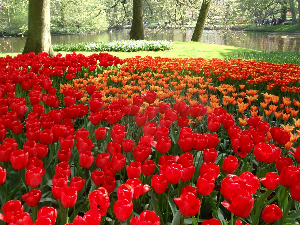Тюльпановый сад Кекенхоф