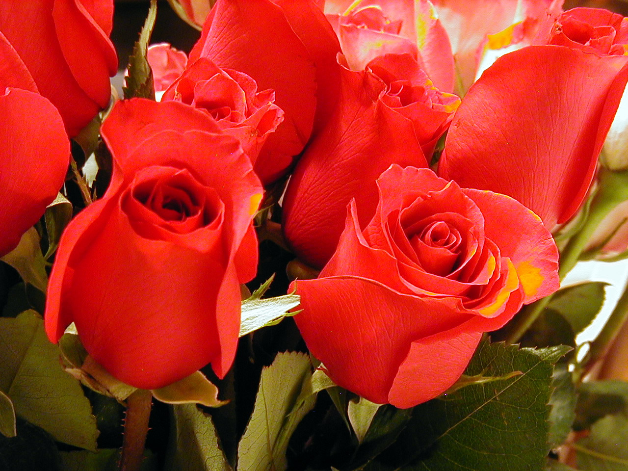 Красные розы на День отца