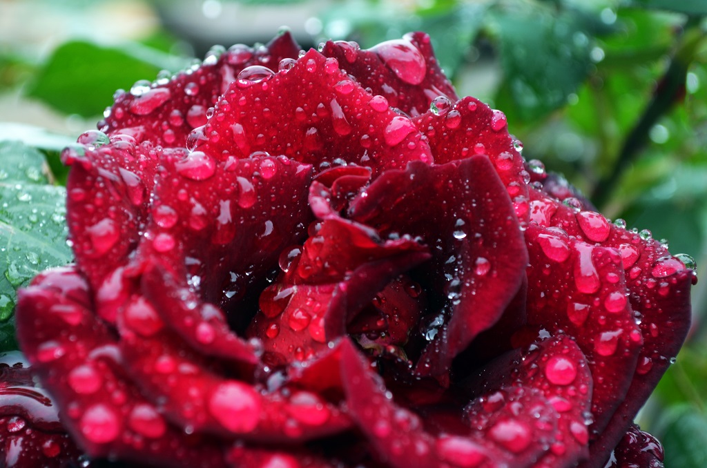 Розы Болгарии