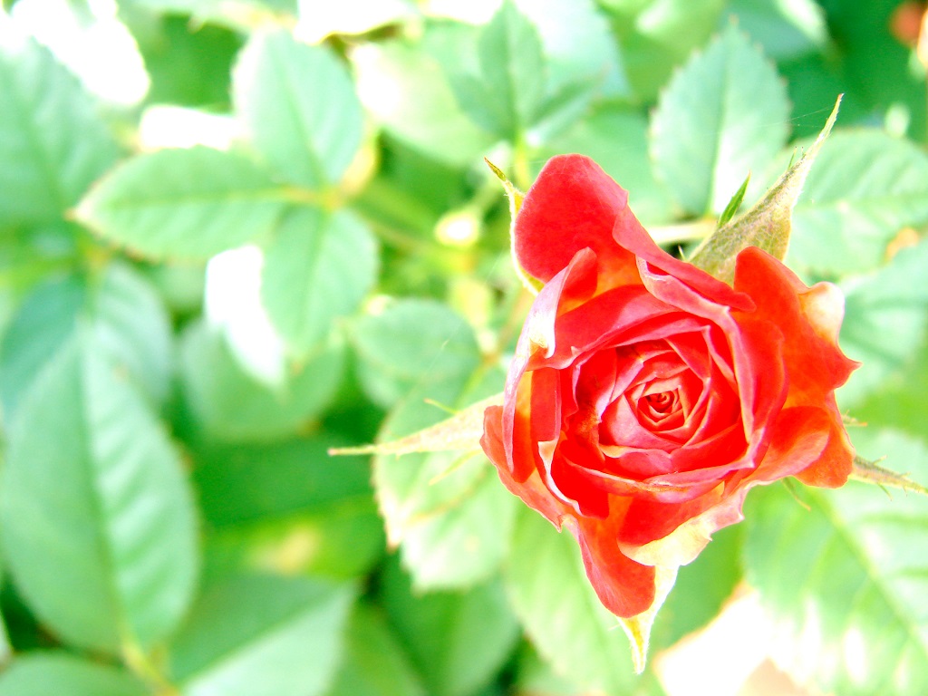 Розы Болгарии