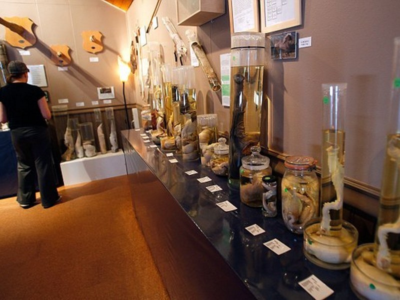 Музей фаллосов в Исландии