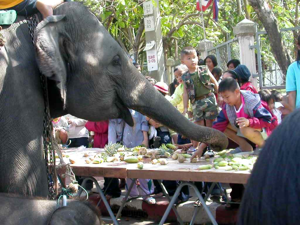 Слоны Таиланда 