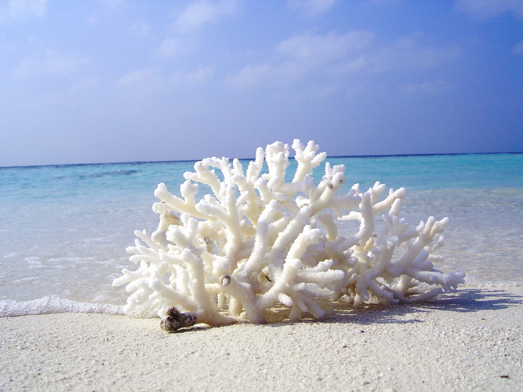 Белые кораллы на пляже Ангильи