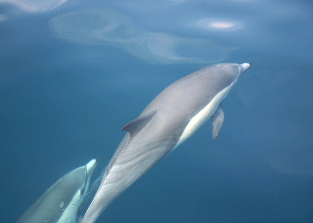 Купание с дельфинами в Валли