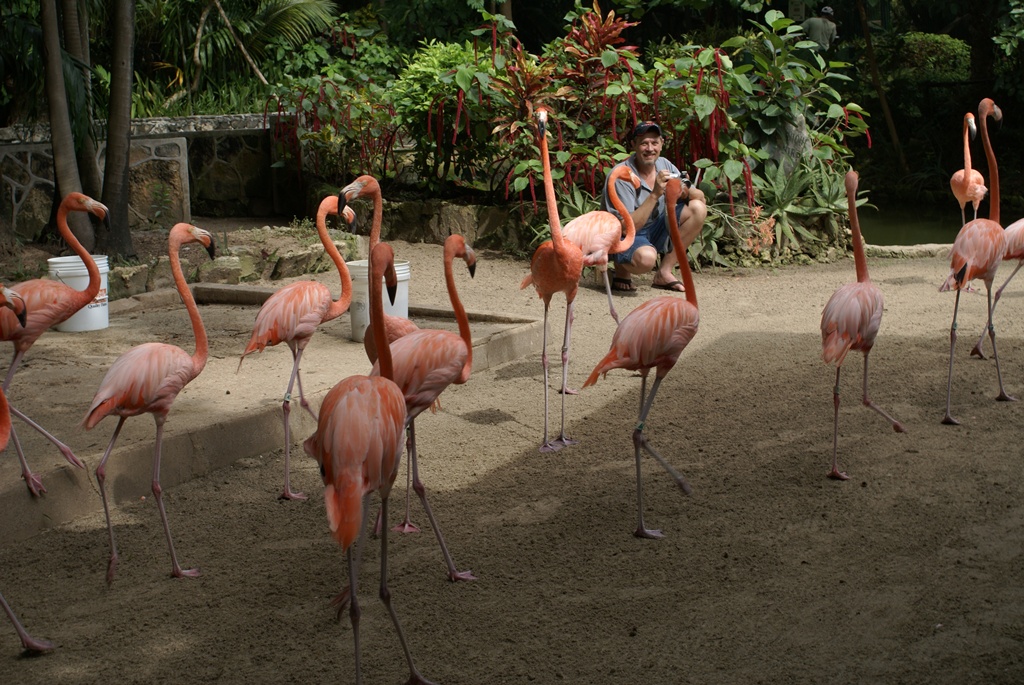Фламинго зоопарка «Адастра гарденс» в Нассау