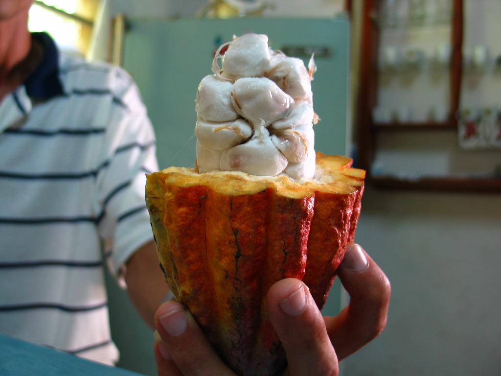 Плод какао в Сутурсе