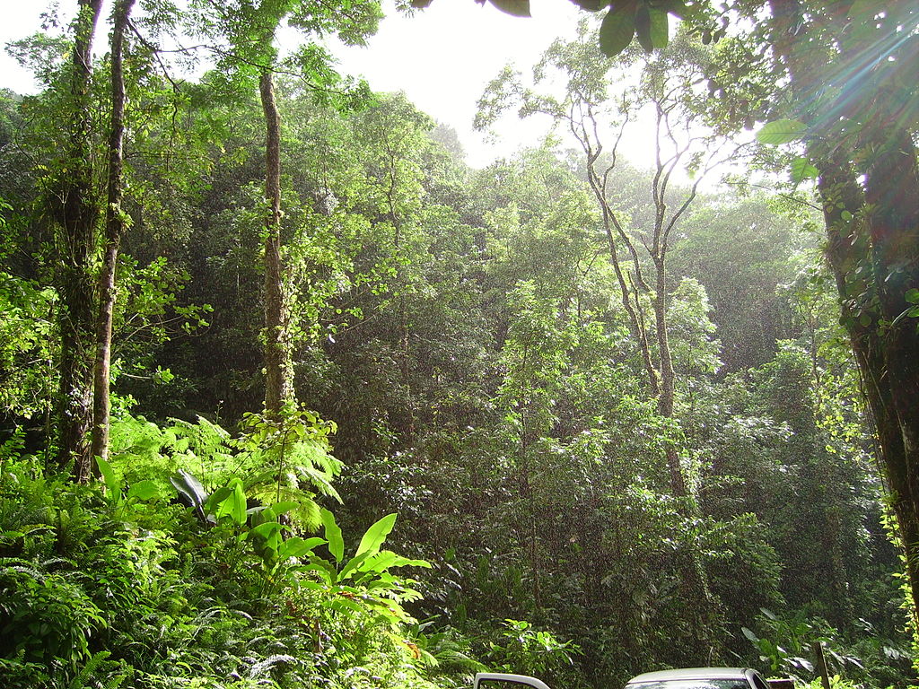 Тропический лес возле Ла-Трините