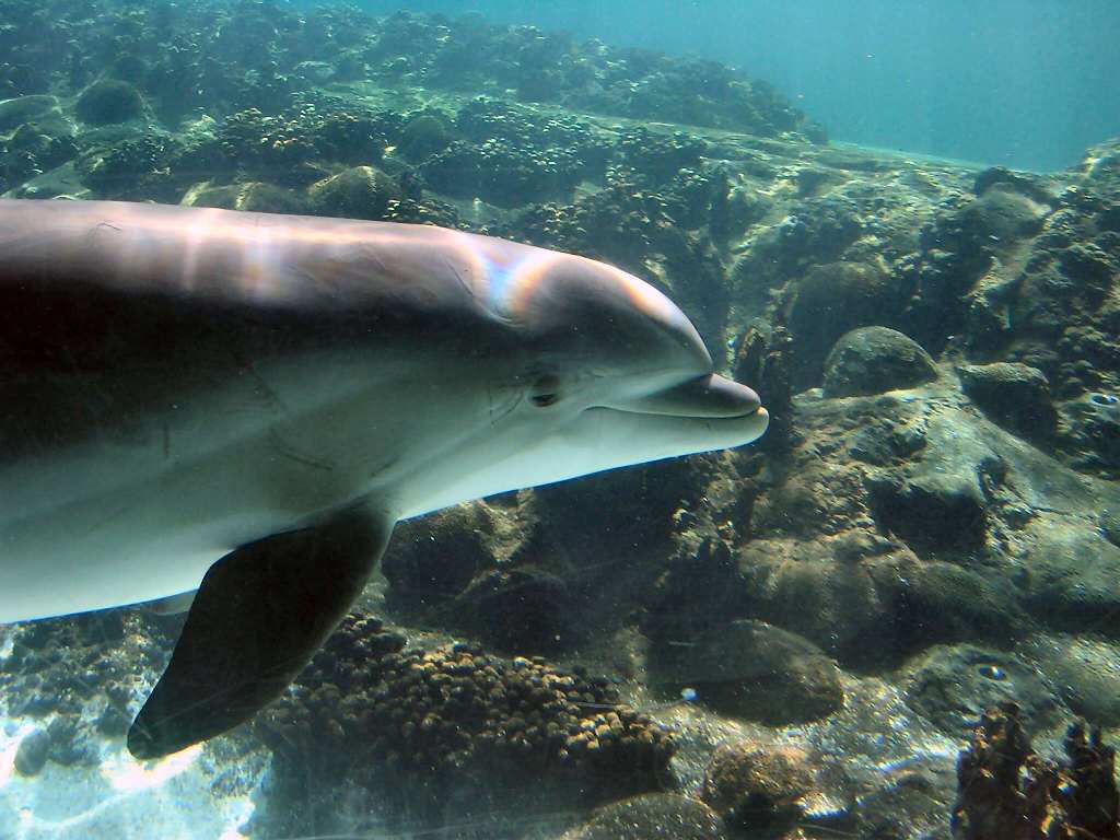 Дельфин в Сен-Пьере