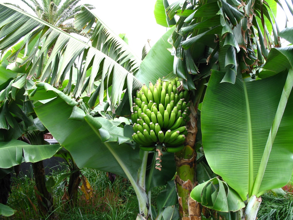 Плантации бананов в Шольшере