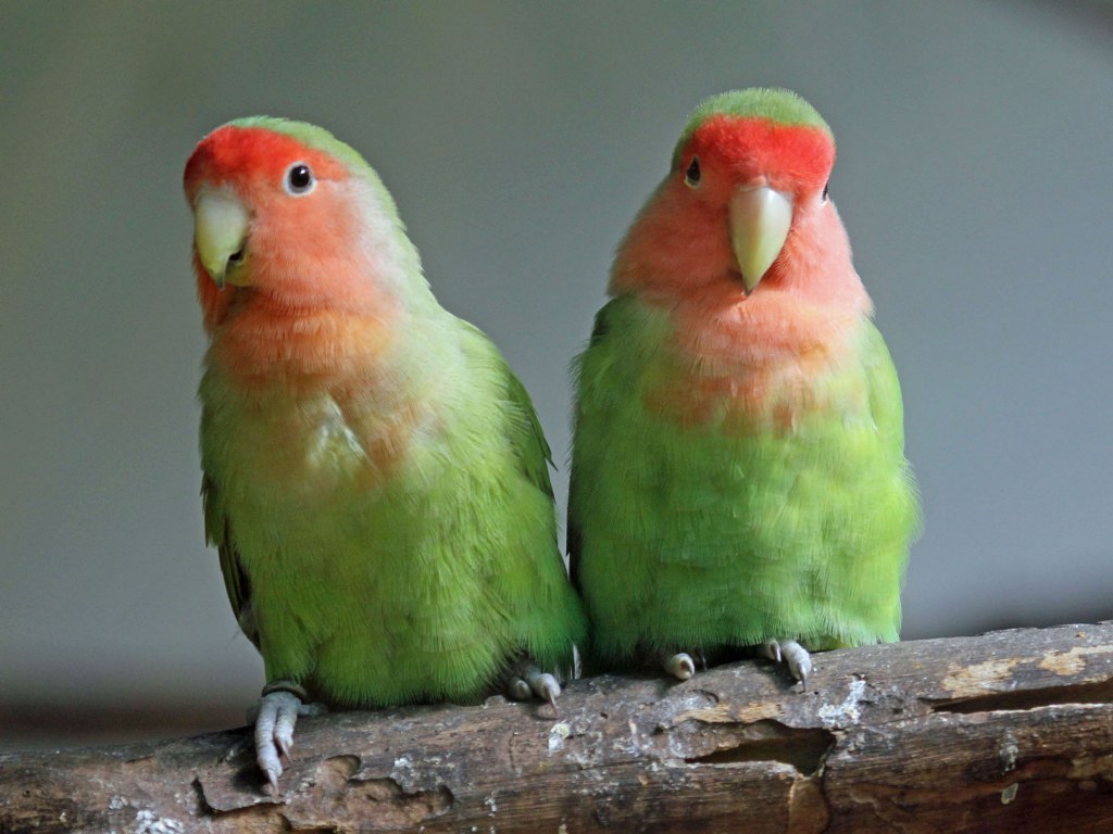 Заповедник попугаев Parrot Jungle в Мариго