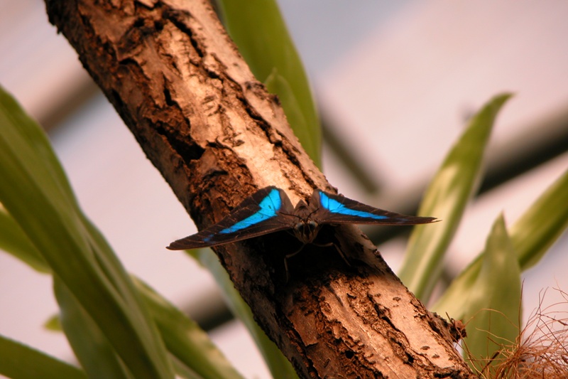 Бабочка в тропическом лесу Бастера