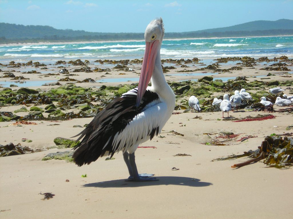 Пеликан на береге Карибского моря