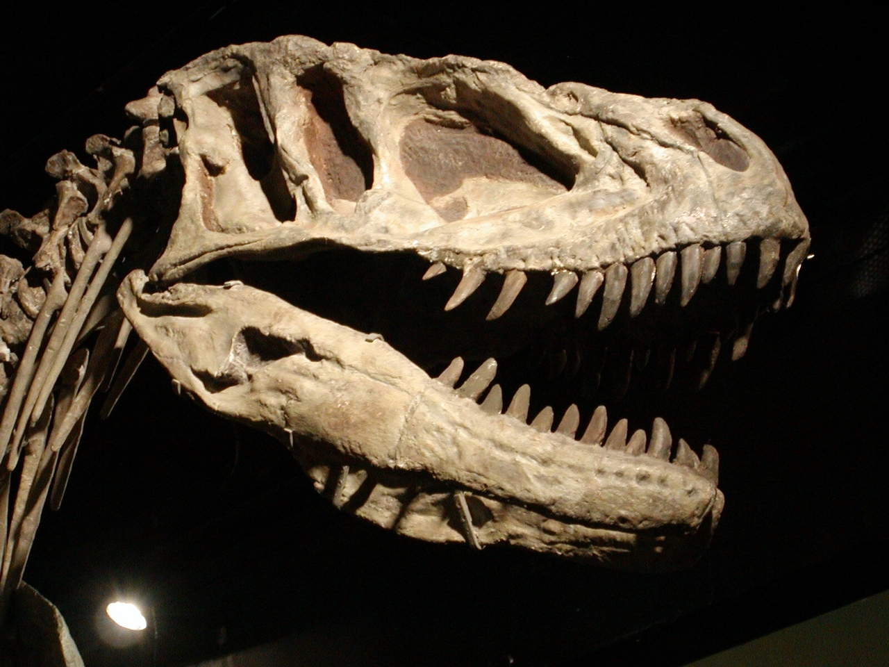 Динозавр в Музее естествознания Пекина