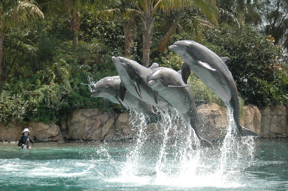Дельфинарии — подарите радость детям