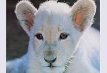 Белые тигрята из Токио впервые показались публике