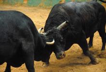Франция отказалась запрещать бои быков