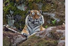 Новый парк тигров откроется на Пхукете
