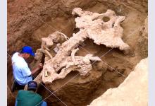 Рядом с Парижем нашли скелет мамонта