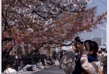 В Японии наслаждаются цветущей сакурой