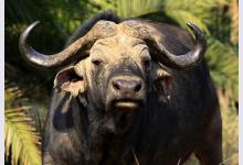 В Индонезии прошли традиционные гонки буйволов