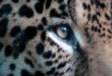 В Коста-Рике закроют спортивную охоту