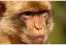 В Крыму запретят фото с обезьянками