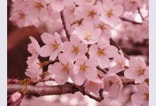 В Вашингтоне любуются цветущей сакурой