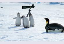 5 вещей, которые обязательно нужно сделать в Антарктиде