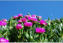 Анфестирия: 10 фотографий цветущего Кипра