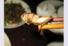 Блюда из насекомых — сюрприз для гостей и знакомых